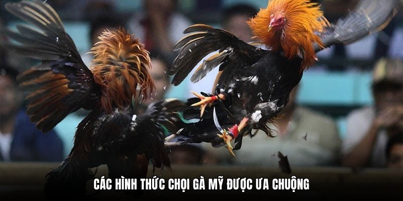 Các hình thức chọi gà Mỹ được ưa chuộng