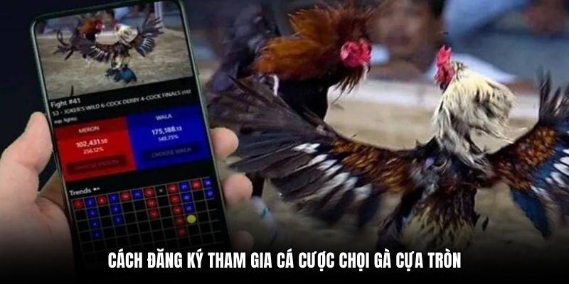 Cách đăng ký tham gia cá cược chọi gà cựa tròn