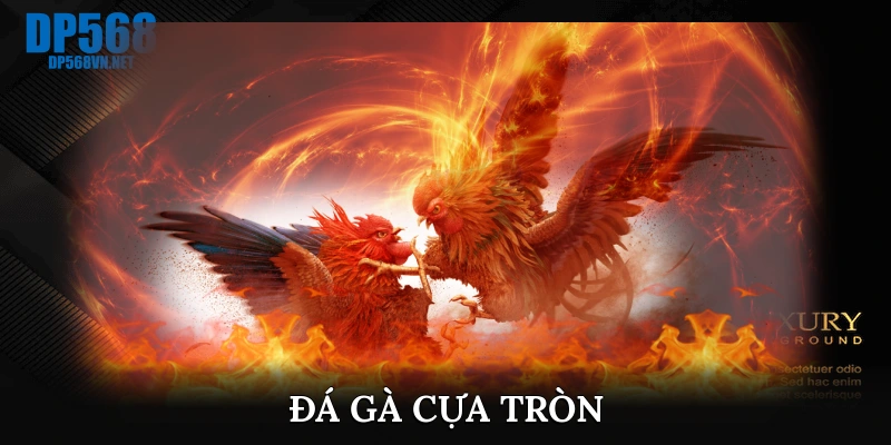 Đá gà cựa tròn