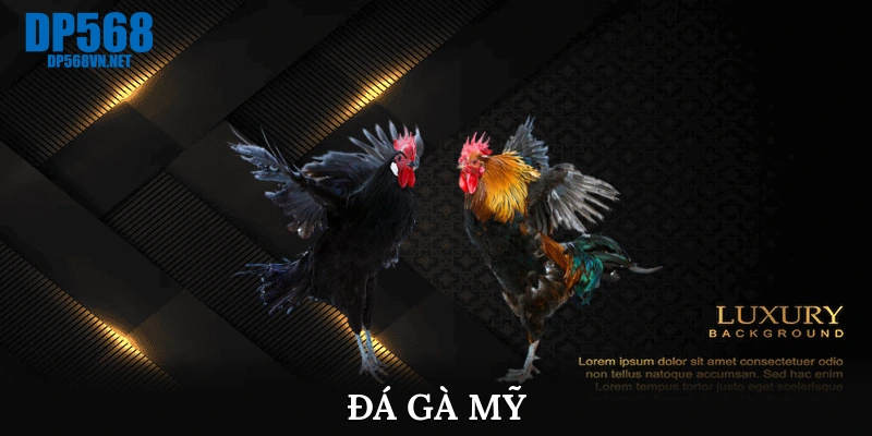 Đá gà Mỹ