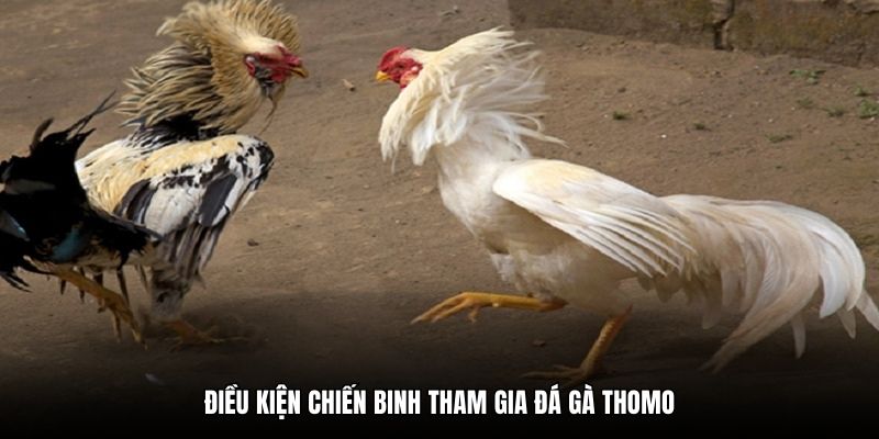 Điều kiện chiến binh tham gia đá gà Thomo
