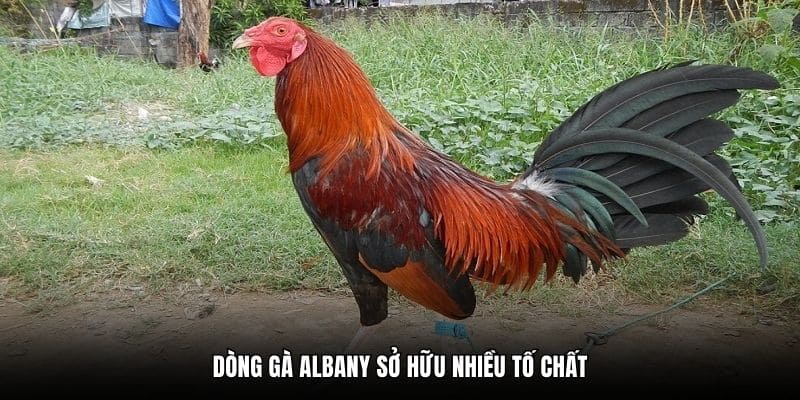 Dòng gà Albany sở hữu nhiều tố chất