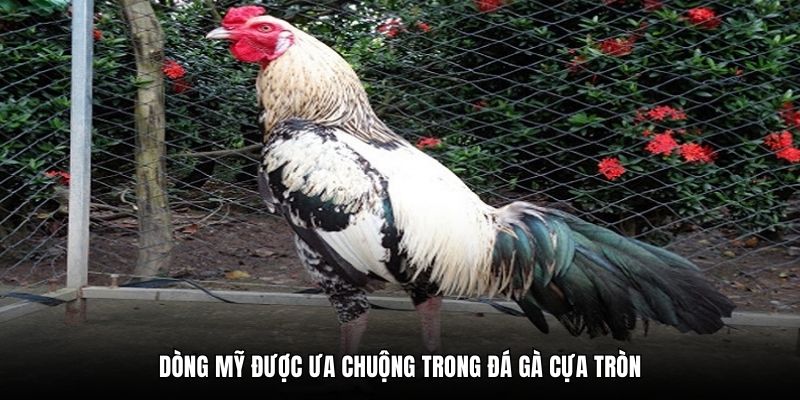 Dòng Mỹ được ưa chuộng trong đá gà cựa tròn