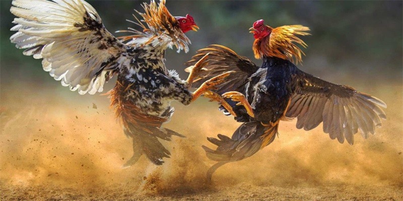 Không nuôi gà đá dài ngày