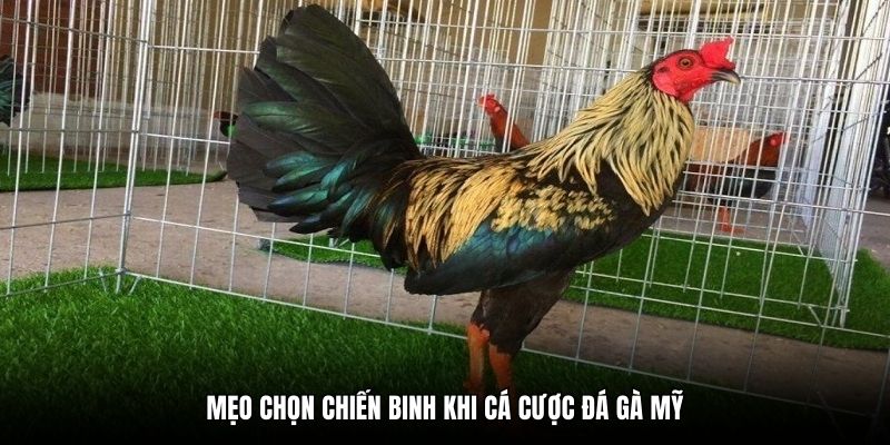Mẹo chọn chiến binh khi cá cược đá gà Mỹ