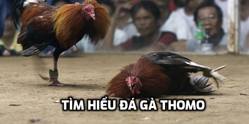Một vài sảnh đá gà nên thử