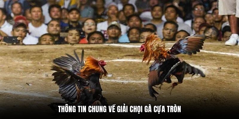 Thông tin chung về giải chọi gà cựa tròn