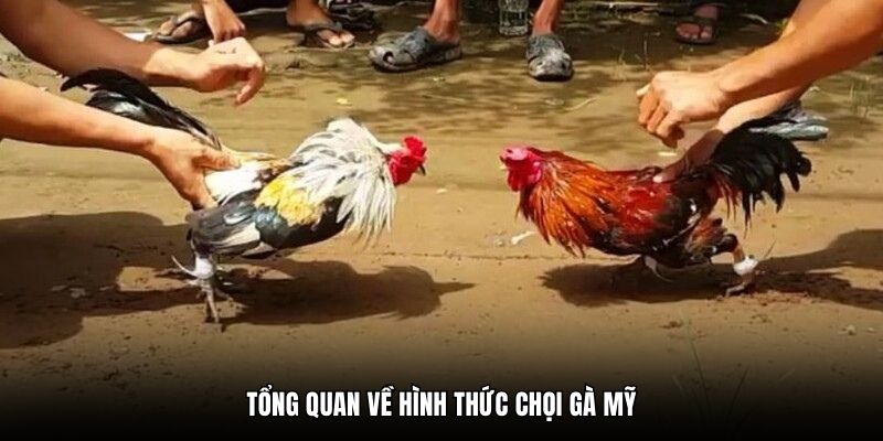 Tổng quan về hình thức chọi gà Mỹ