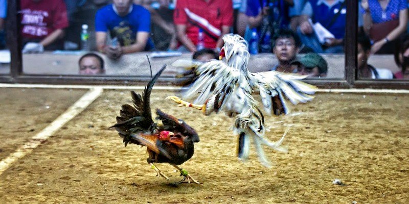 Ưu điểm của sảnh đá gà